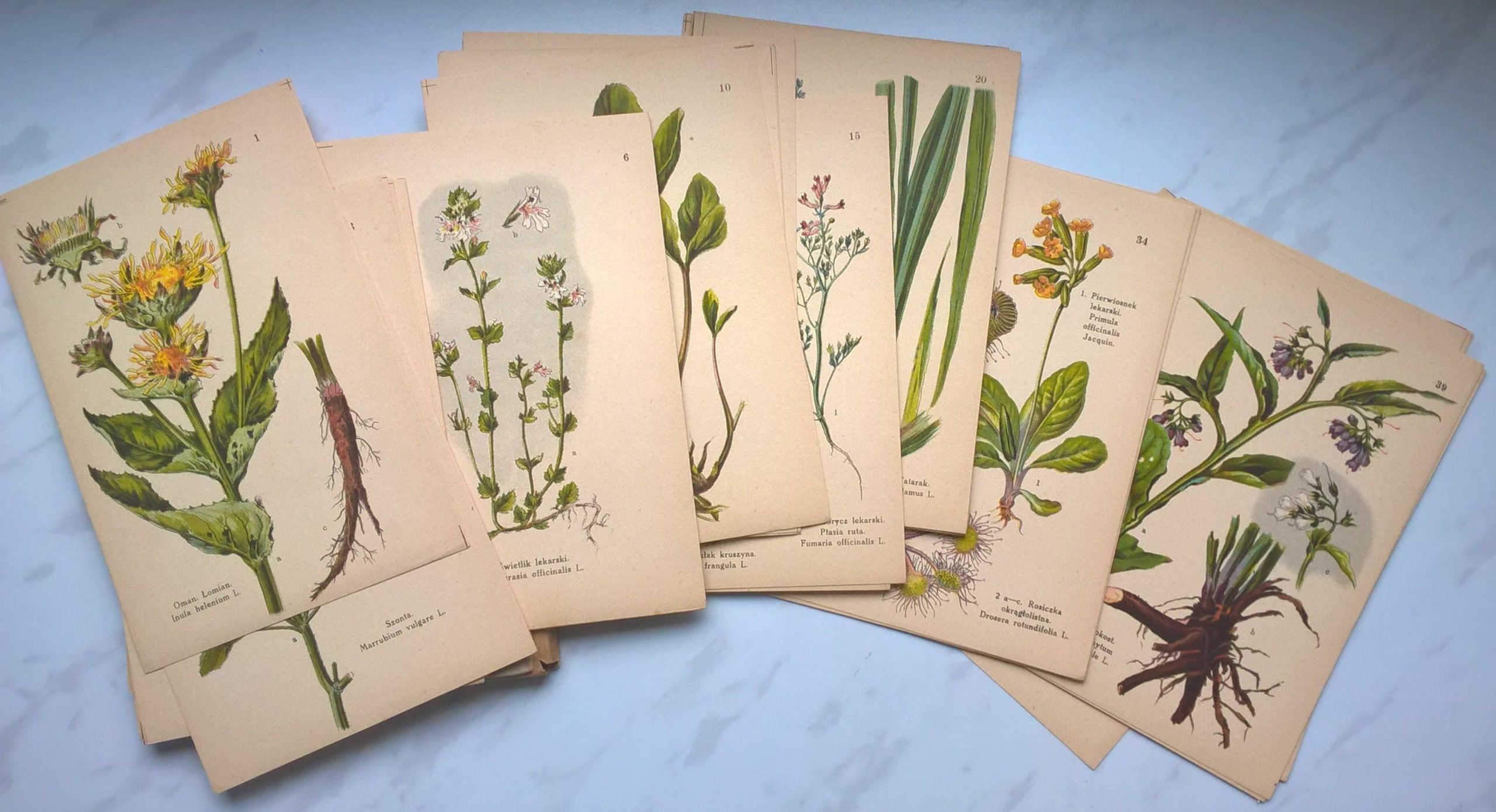 Atlas ziół leczniczych, 1925 r.