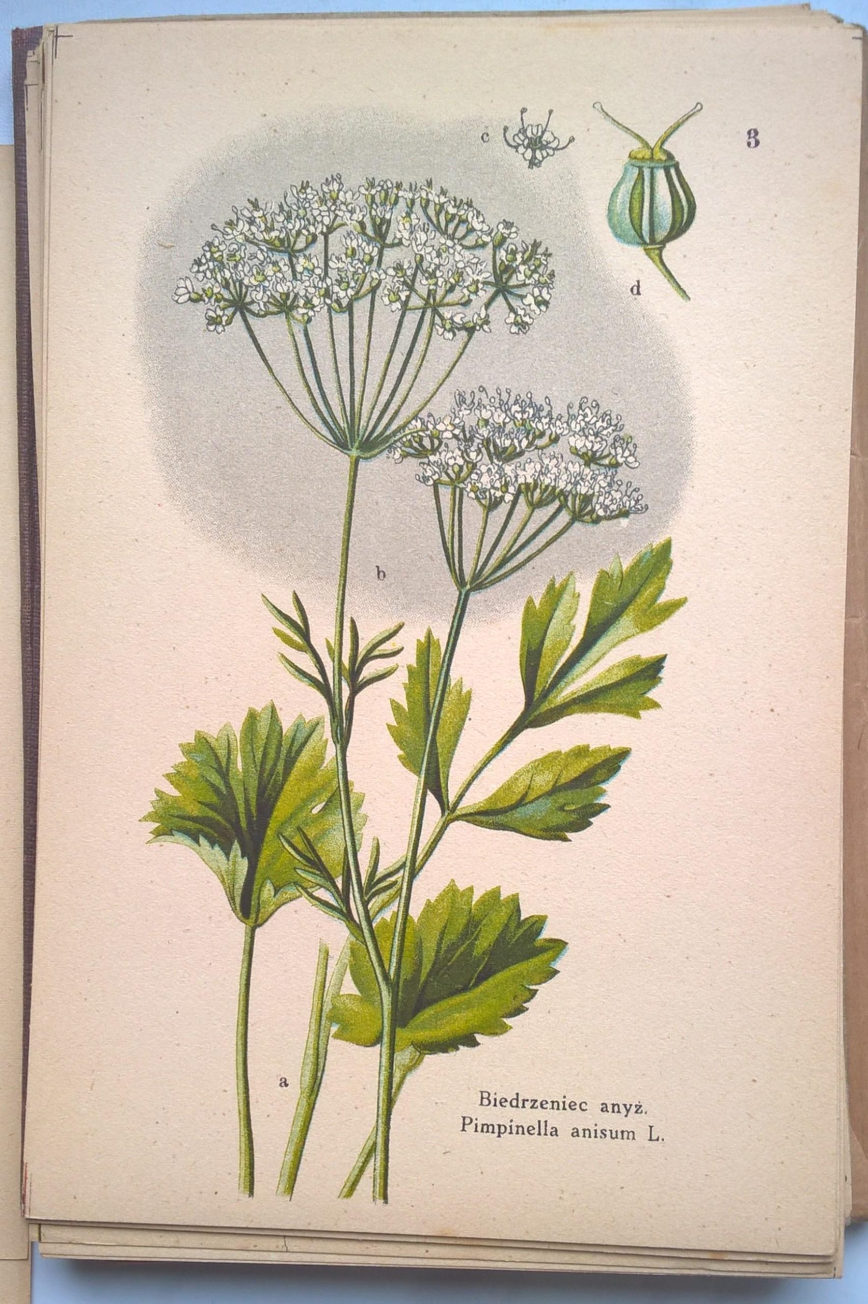 Atlas ziół leczniczych, 1925 r.