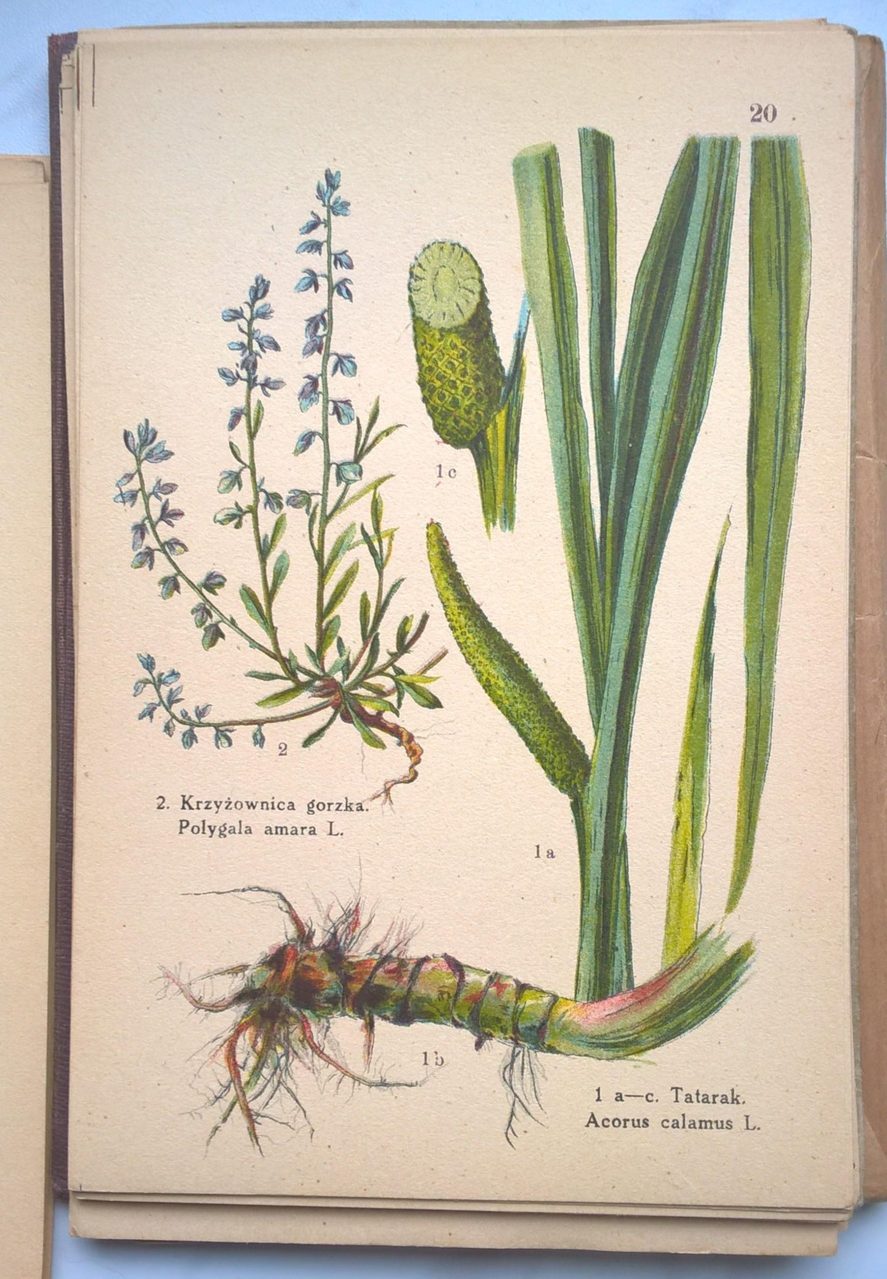 Atlas ziół leczniczych, 1925 r.