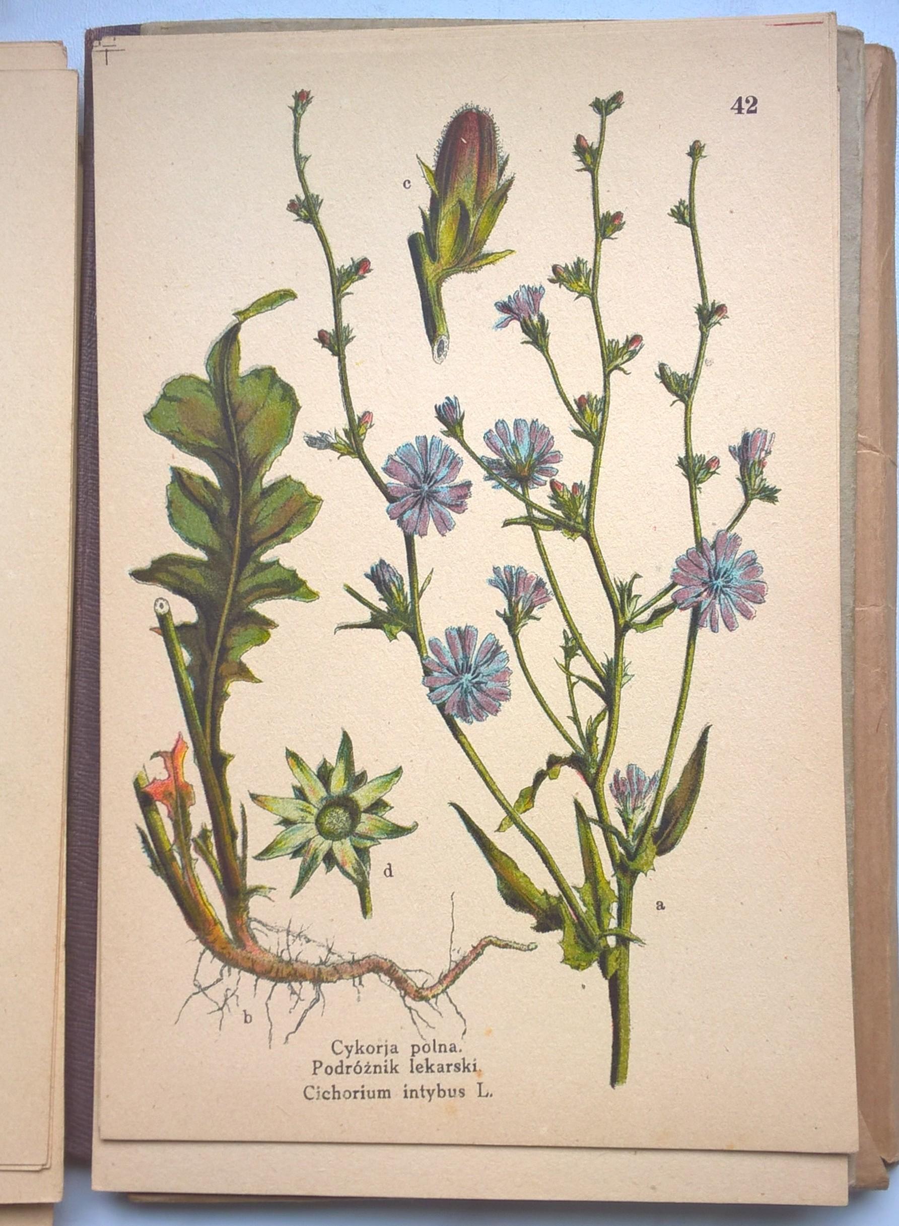 Atlas ziół leczniczych, 1925 r.