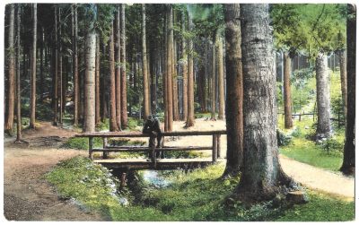 Pocztówka - Bielitz, Weg zum Jager haus  -  Bielsko, droga do leśniczówki, 1912 r.