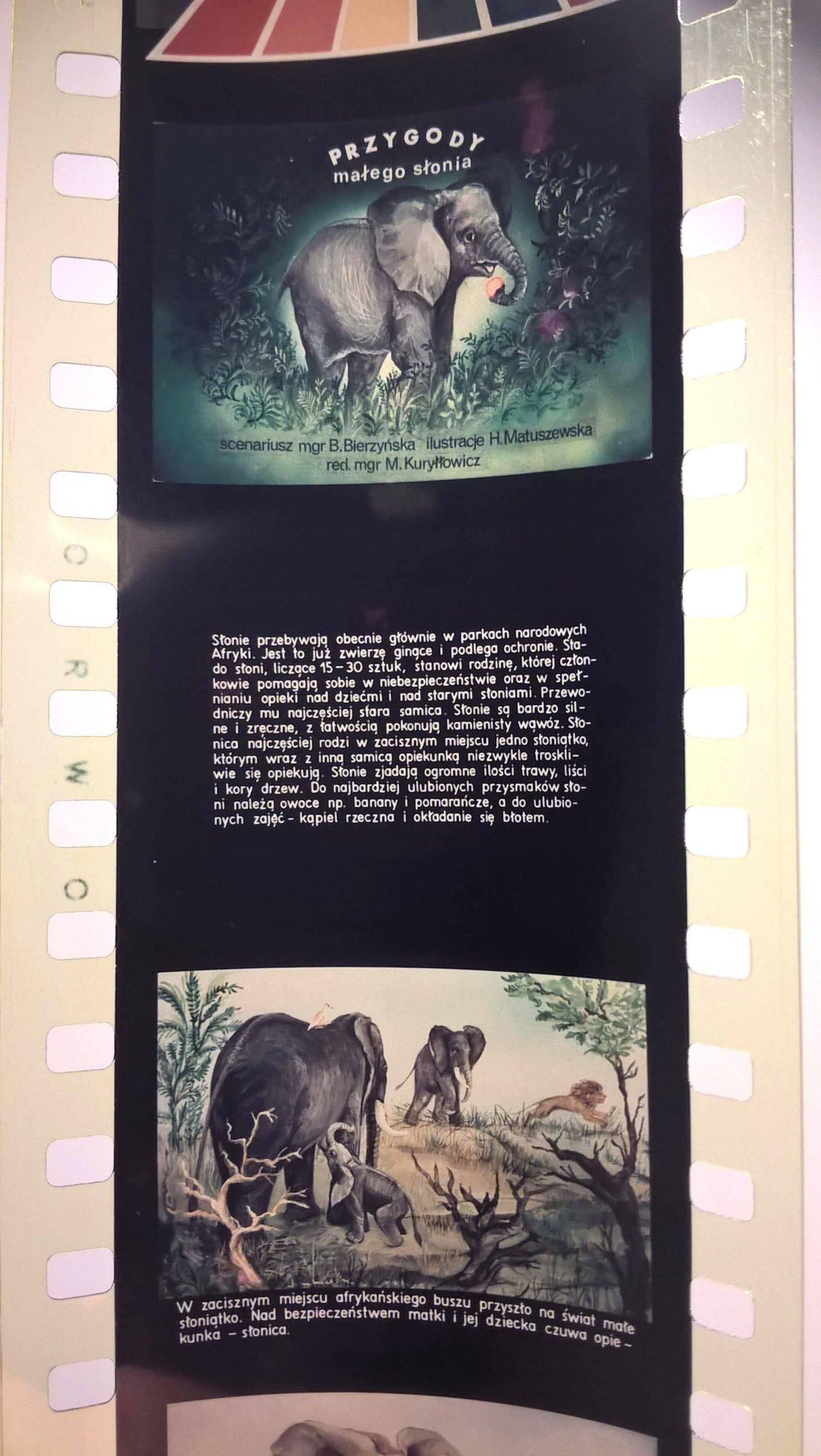 Bajka na projektor – przeźrocze „PRZYGODY MAŁEGO SŁONIA” [146]