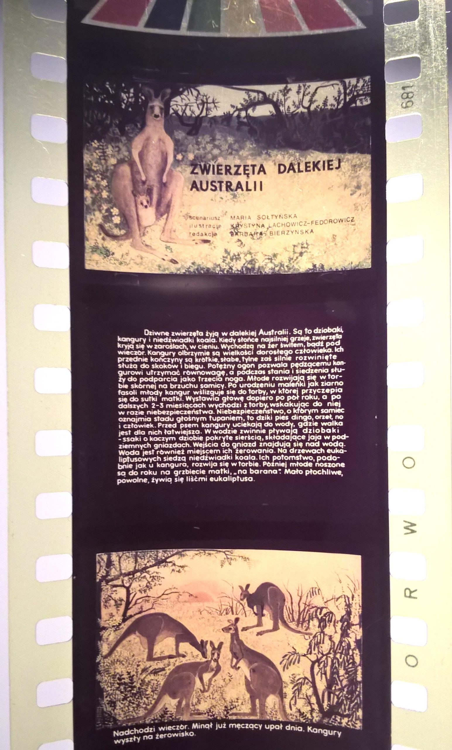 Bajka na projektor, przeźrocze – „ZWIERZĘTA DALEKIEJ AUSTRALII” [92]