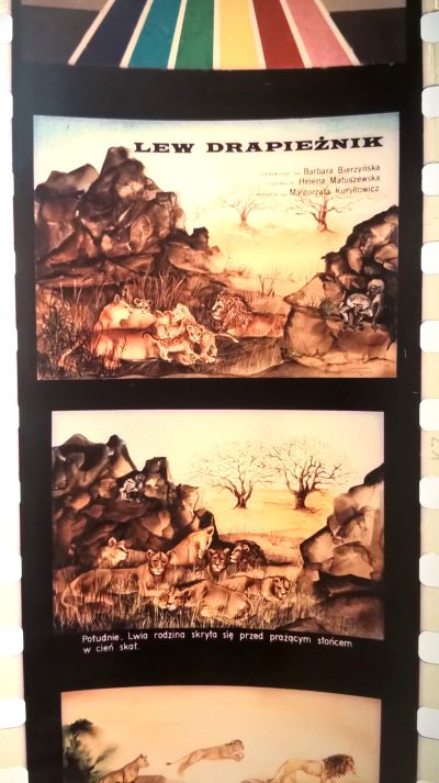 Bajka na projektor, przeźrocze – „LEW DRAPIEŻNIK” [142]