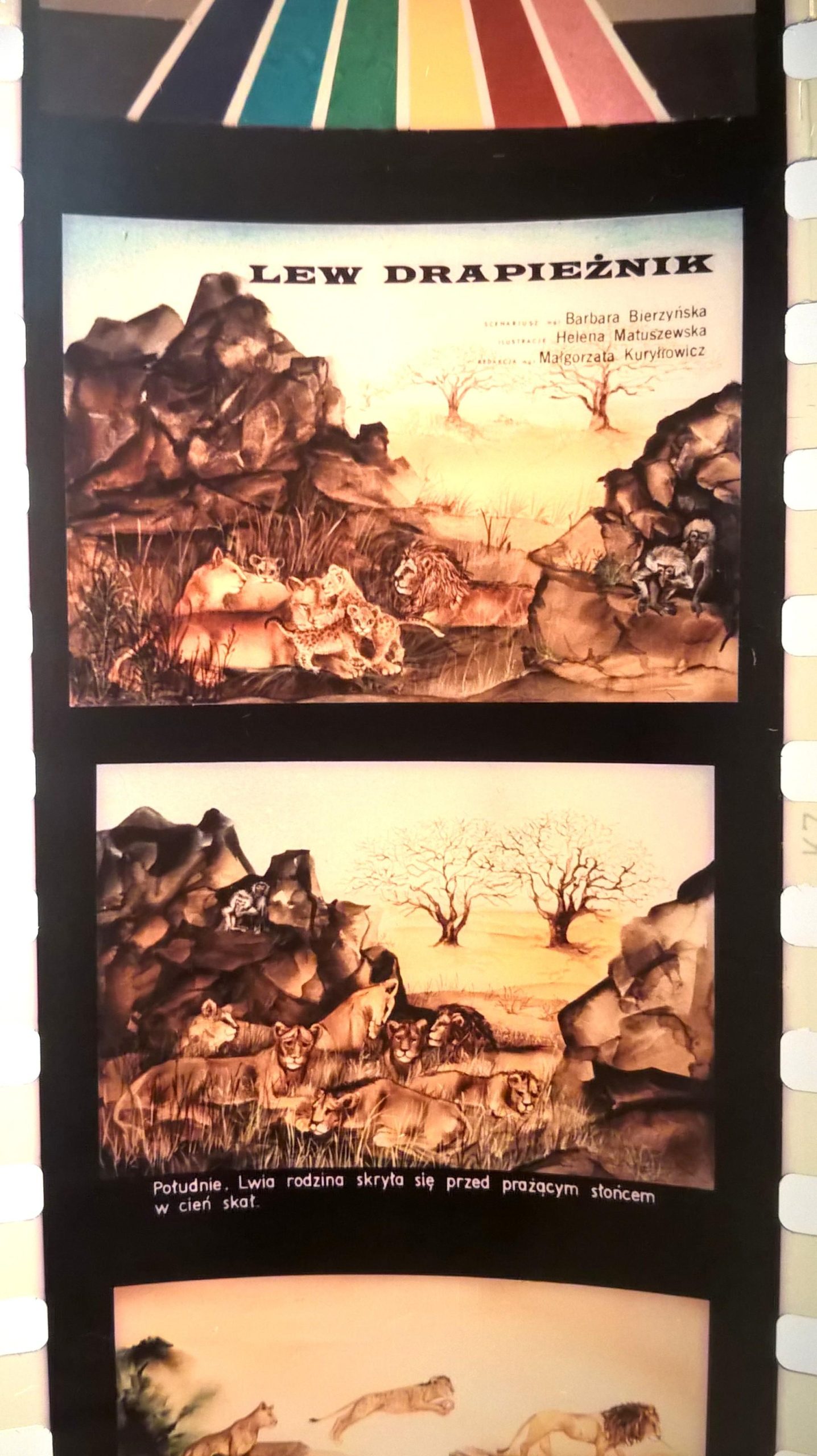 Bajka na projektor, przeźrocze – „LEW DRAPIEŻNIK” [142]