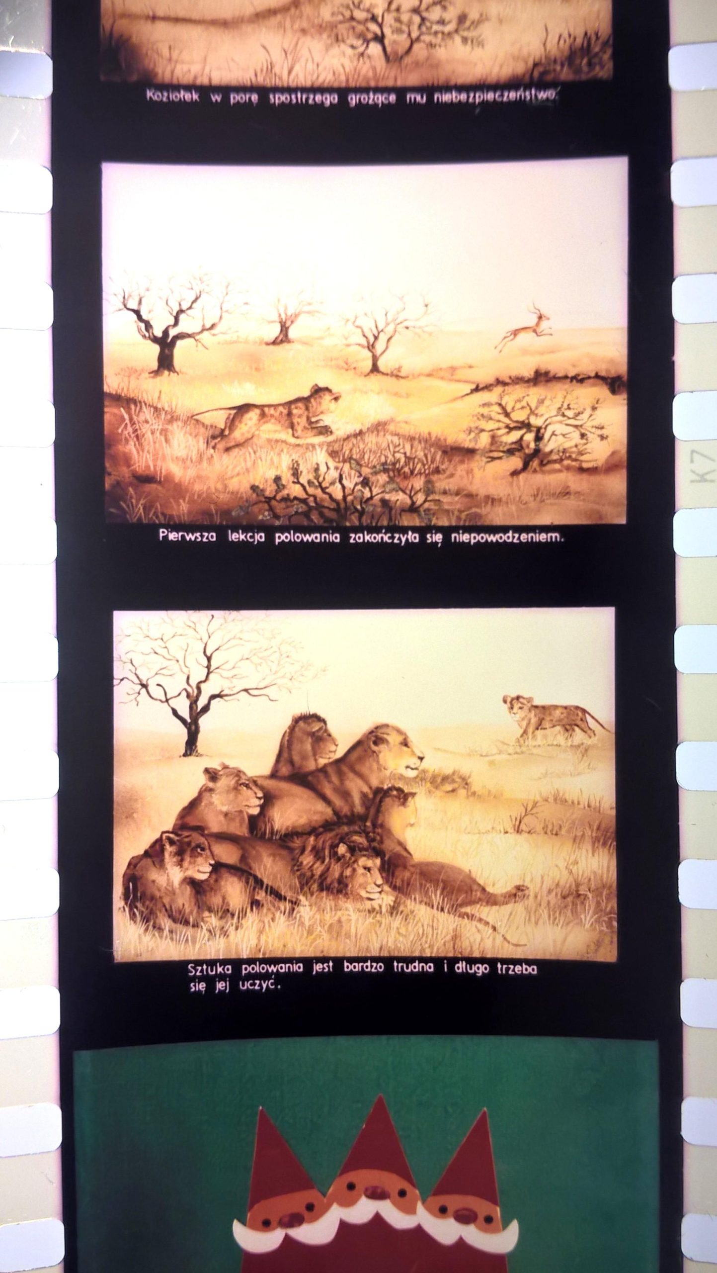 Bajka na projektor, przeźrocze – „LEW DRAPIEŻNIK” [142]