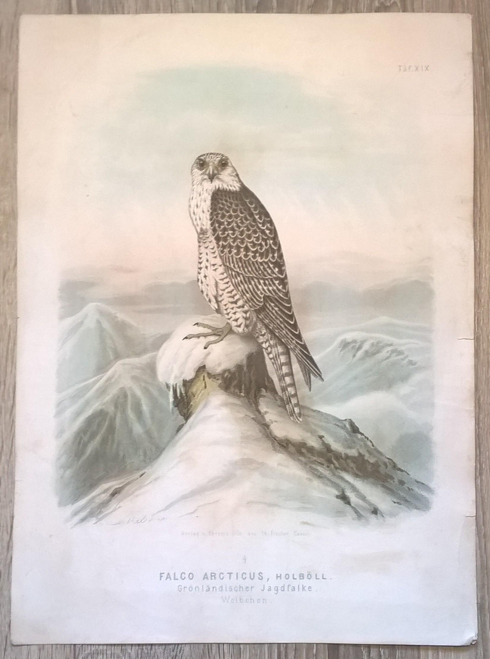 Rycina XIX (chromolitografia) – Sokół grenlandzki – Niemcy, koniec XIX w.