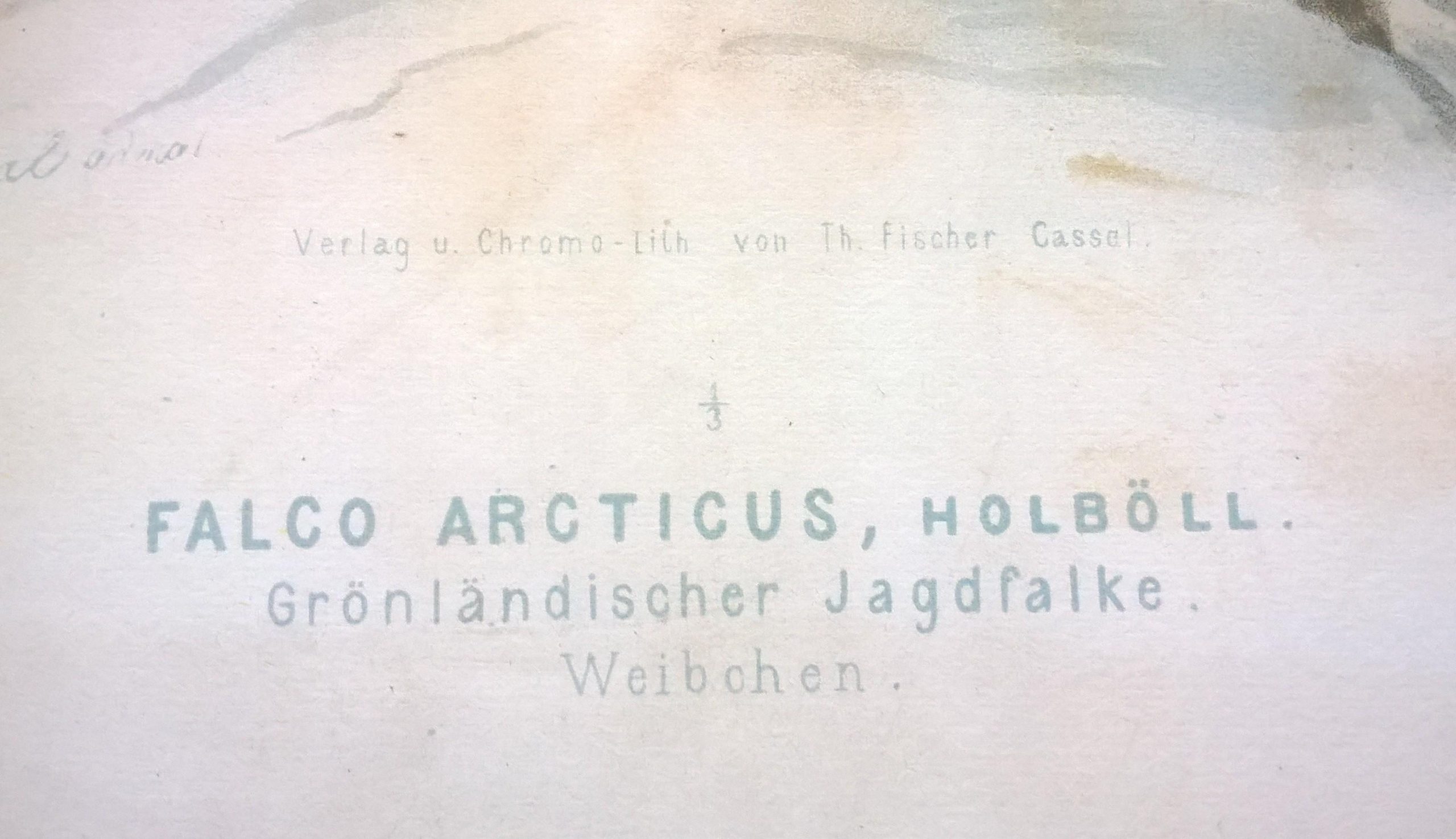 Rycina XIX (chromolitografia) – Sokół grenlandzki – Niemcy, koniec XIX w.