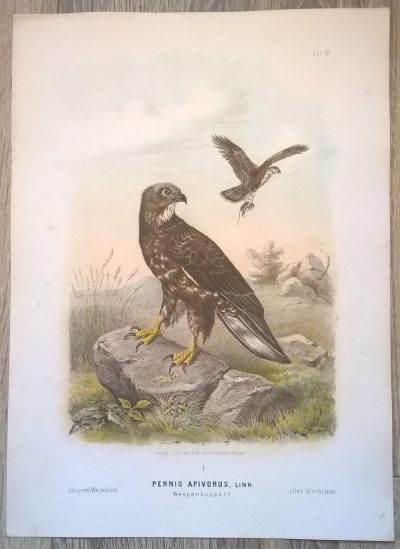 Rycina IV (chromolitografia) – Trzmielojad europejski – Niemcy, koniec XIX w.