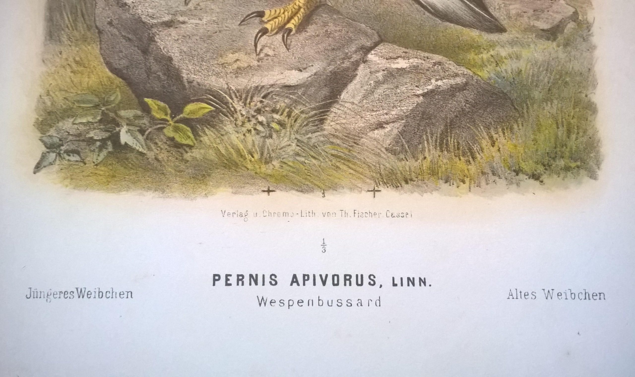 Rycina IV (chromolitografia) – Trzmielojad europejski – Niemcy, koniec XIX w.