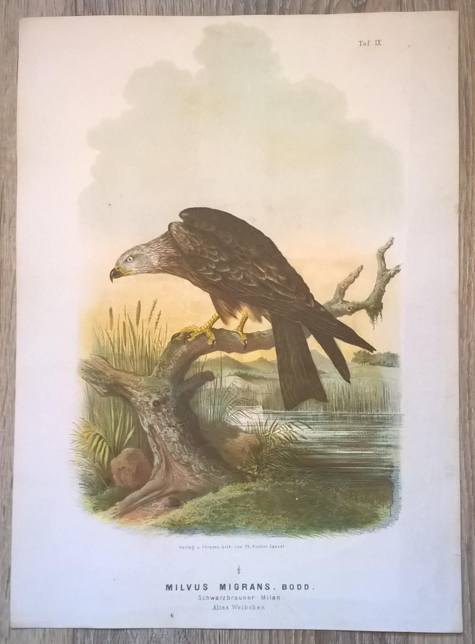 Rycina IX (chromolitografia) – Kania czarno-brązowa – Niemcy, koniec XIX w.