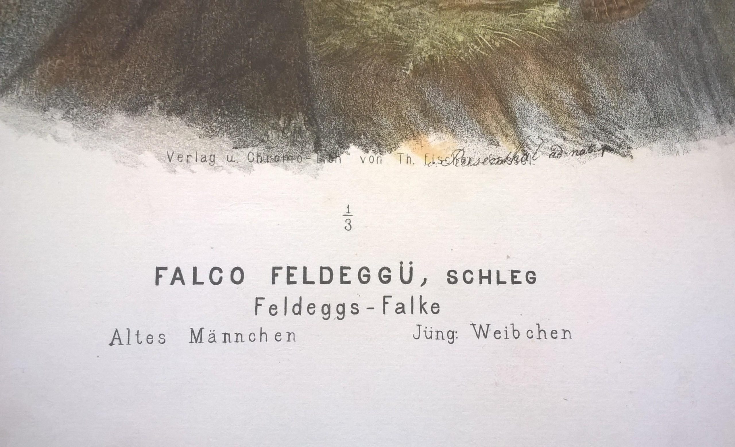 Rycina XXIII (chromolitografia) – Sokół Feldegga – Niemcy, koniec XIX w.