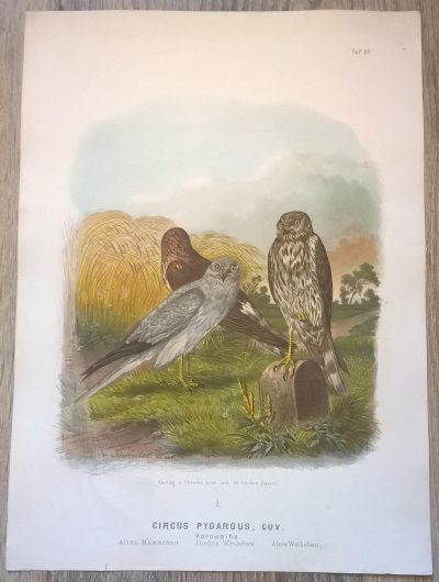 Rycina XII (chromolitografia) – Błotniak stawowy – Niemcy, koniec XIX w.