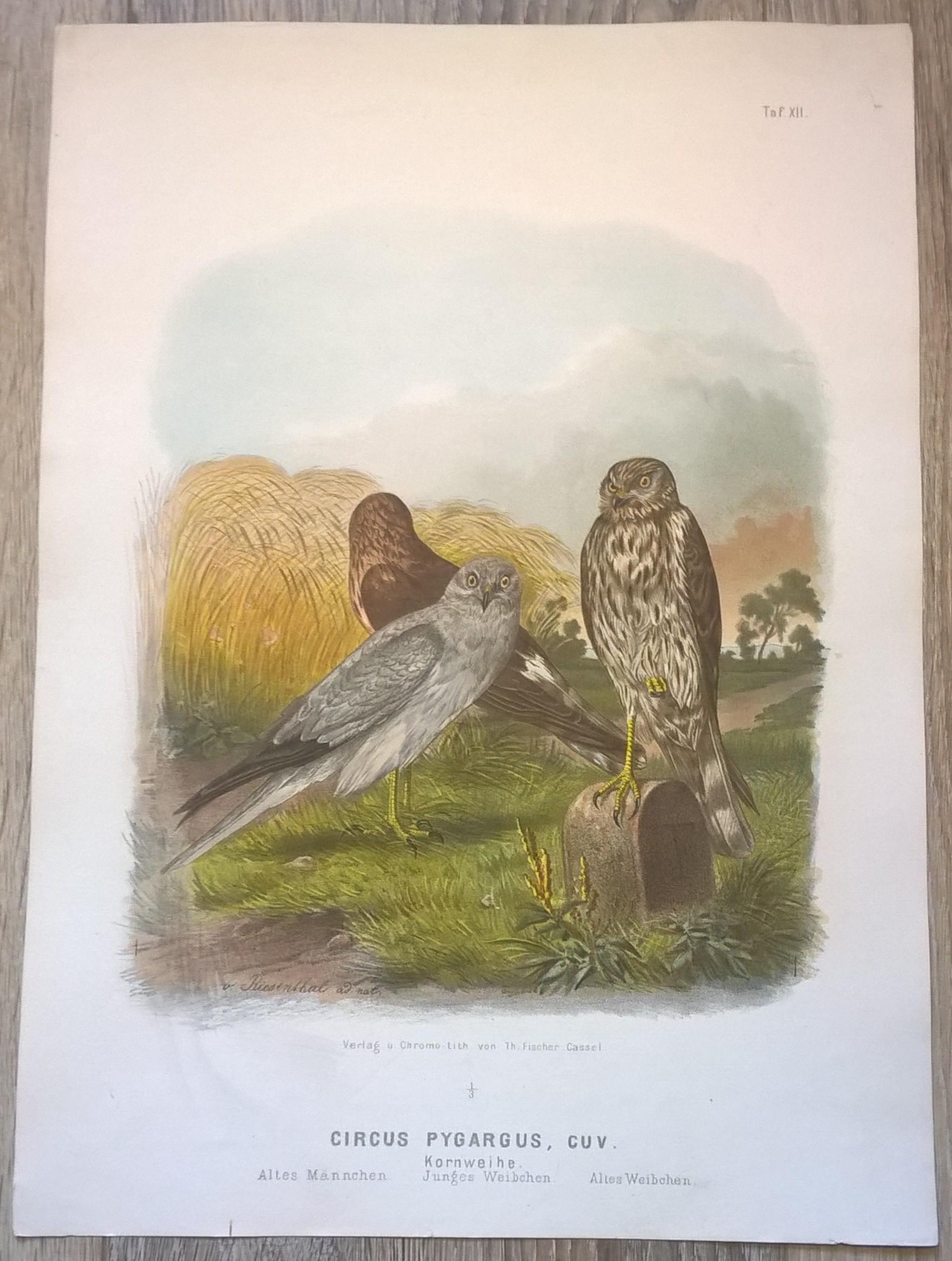 Rycina XII (chromolitografia) – Błotniak stawowy – Niemcy, koniec XIX w.