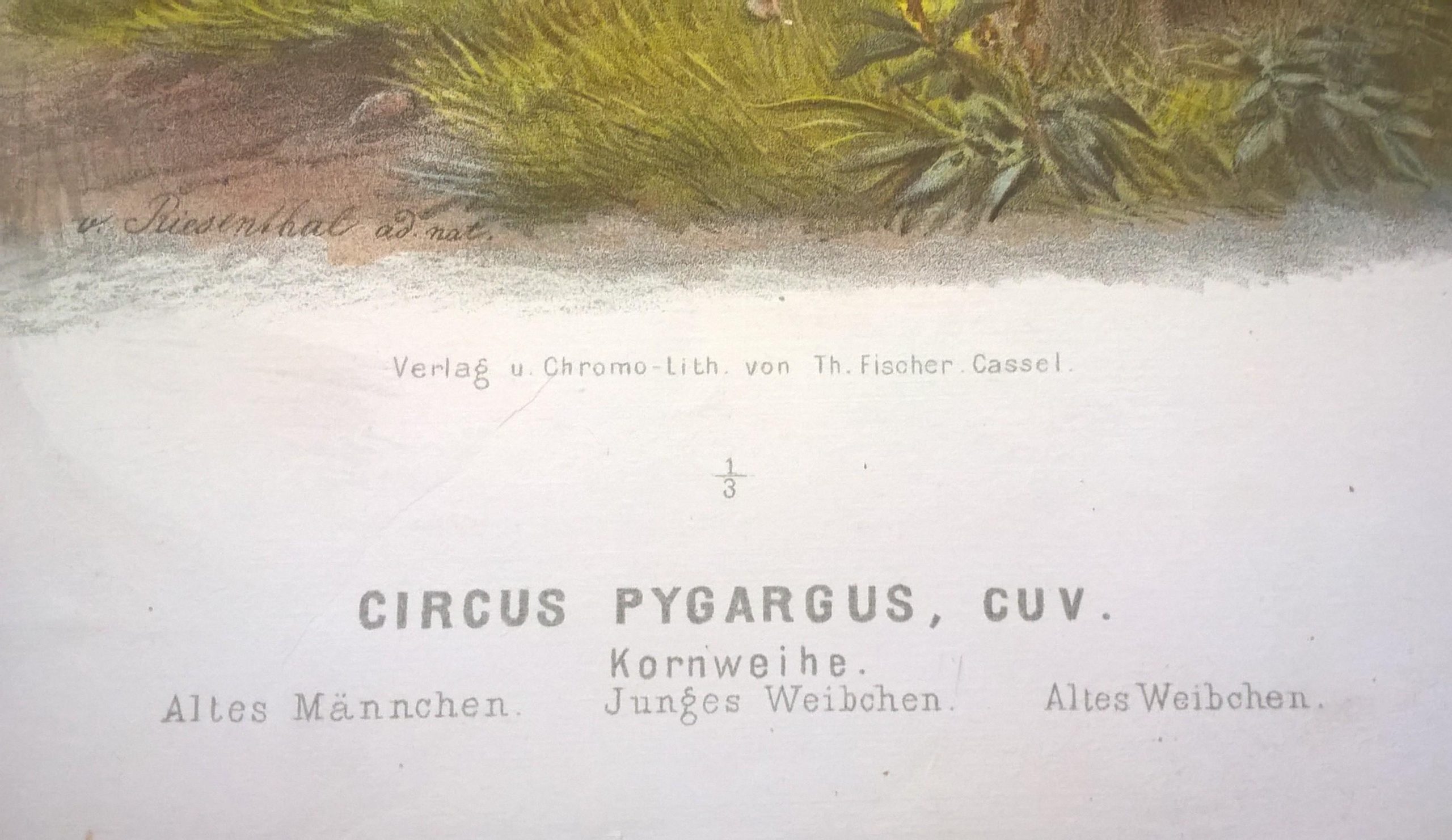 Rycina XII (chromolitografia) – Błotniak stawowy – Niemcy, koniec XIX w.