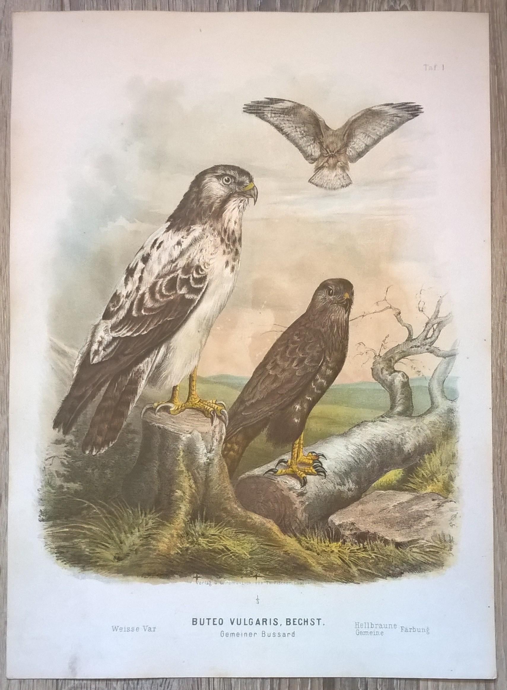 Rycina I (chromolitografia) - Myszołów zwyczajny - Niemcy, koniec XIX w.