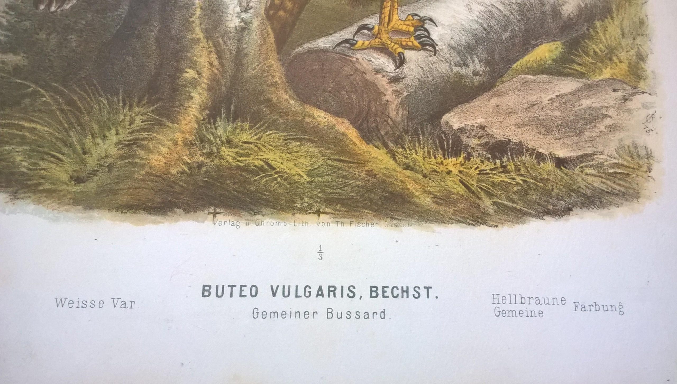 Rycina I (chromolitografia) - Myszołów zwyczajny - Niemcy, koniec XIX w.