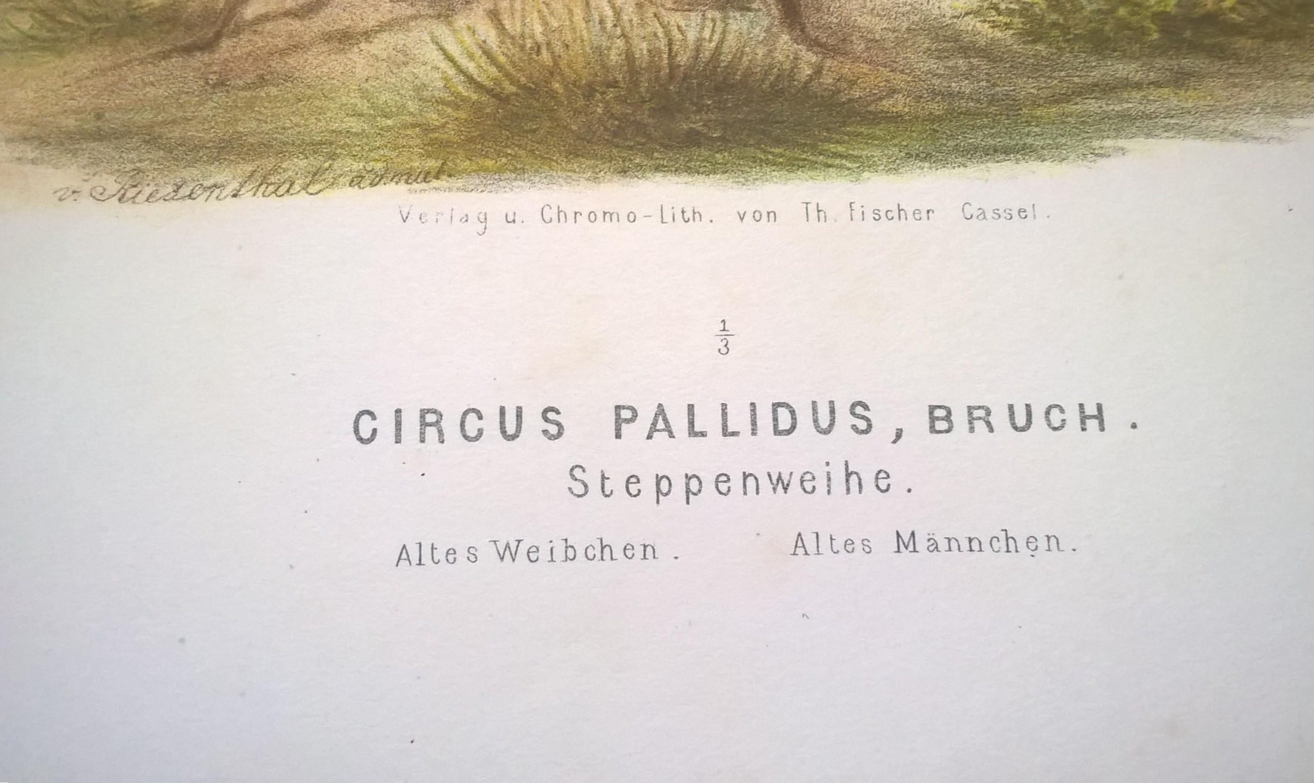 Rycina XIII (chromolitografia) – Błotniak blady – Niemcy, koniec XIX w.