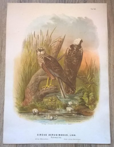 Rycina IX (chromolitografia) – Błotniak stawowy – Niemcy, koniec XIX w.