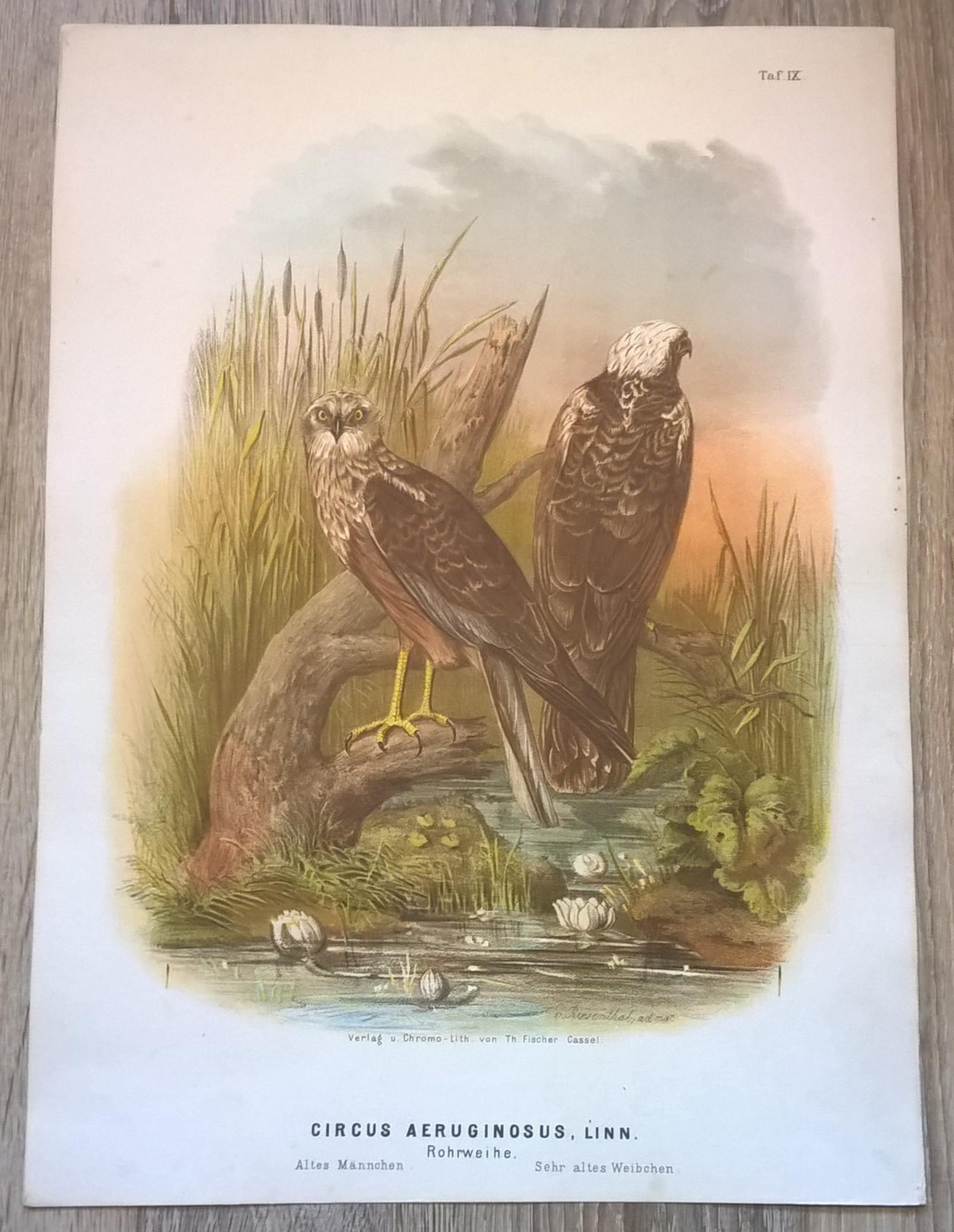 Rycina IX (chromolitografia) – Błotniak stawowy – Niemcy, koniec XIX w.