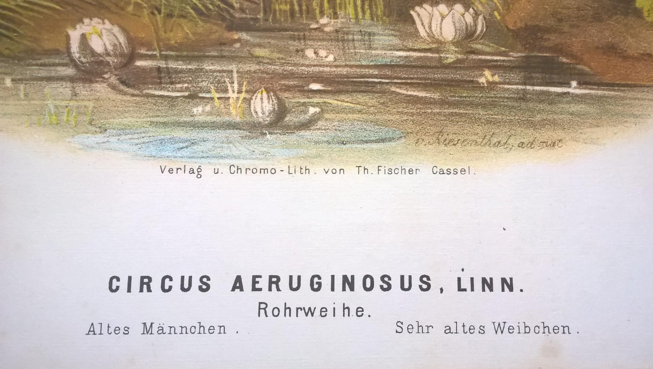 Rycina IX (chromolitografia) – Błotniak stawowy – Niemcy, koniec XIX w.