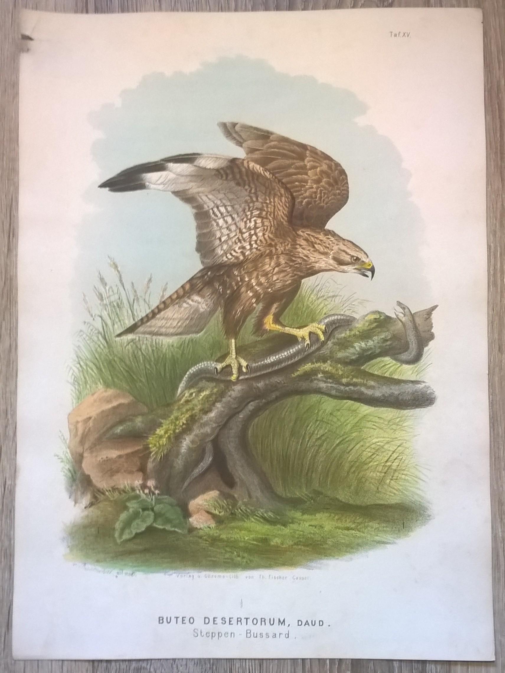 Rycina XV (chromolitografia) – Myszołów stepowy – Niemcy, koniec XIX w.
