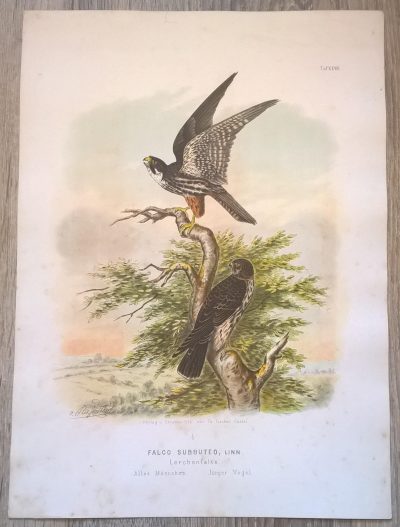 Rycina XXVIII (chromolitografia) – Sokół skowronkodzioby – Niemcy, koniec XIX w.