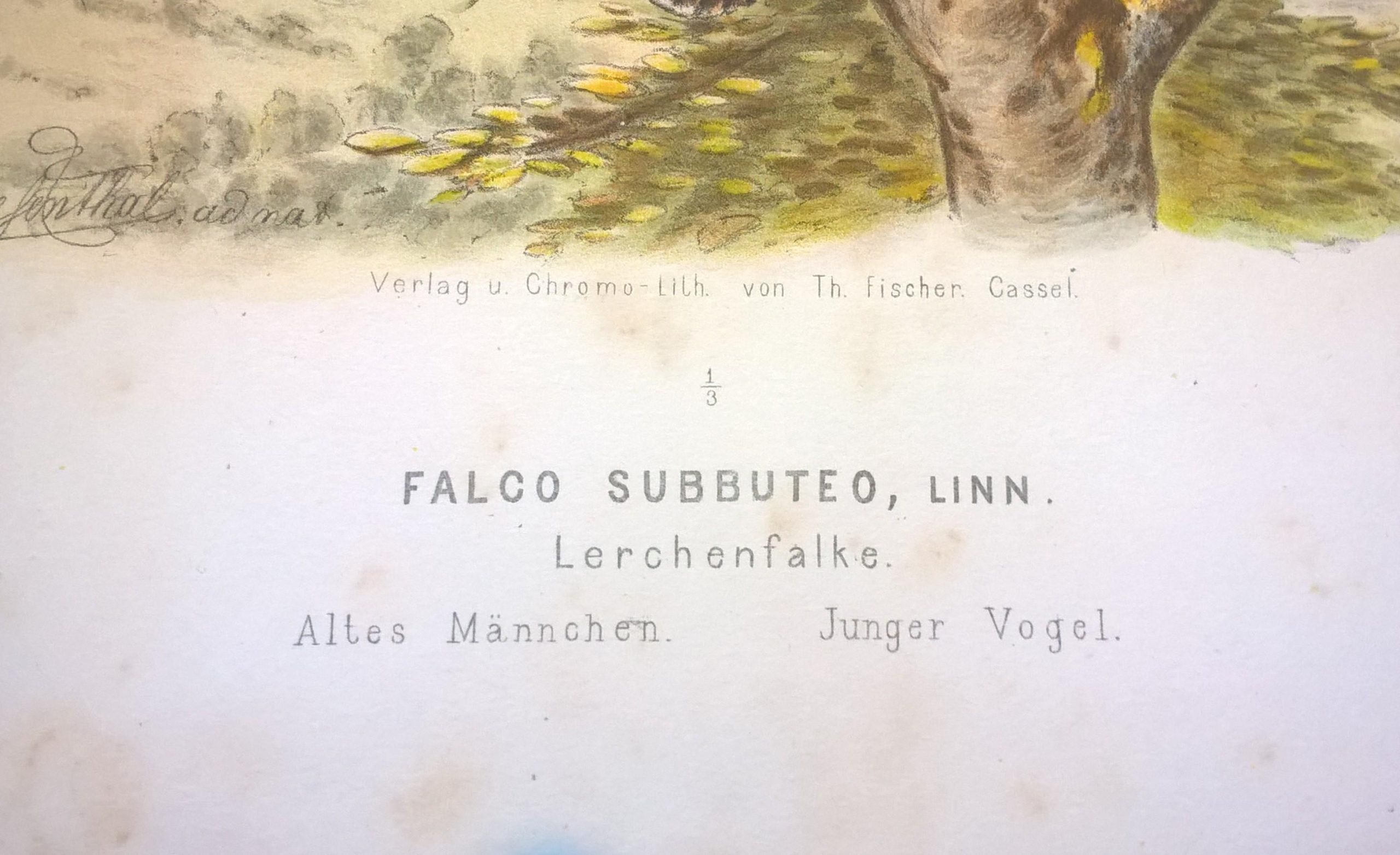 Rycina XXVIII (chromolitografia) – Sokół skowronkodzioby – Niemcy, koniec XIX w.