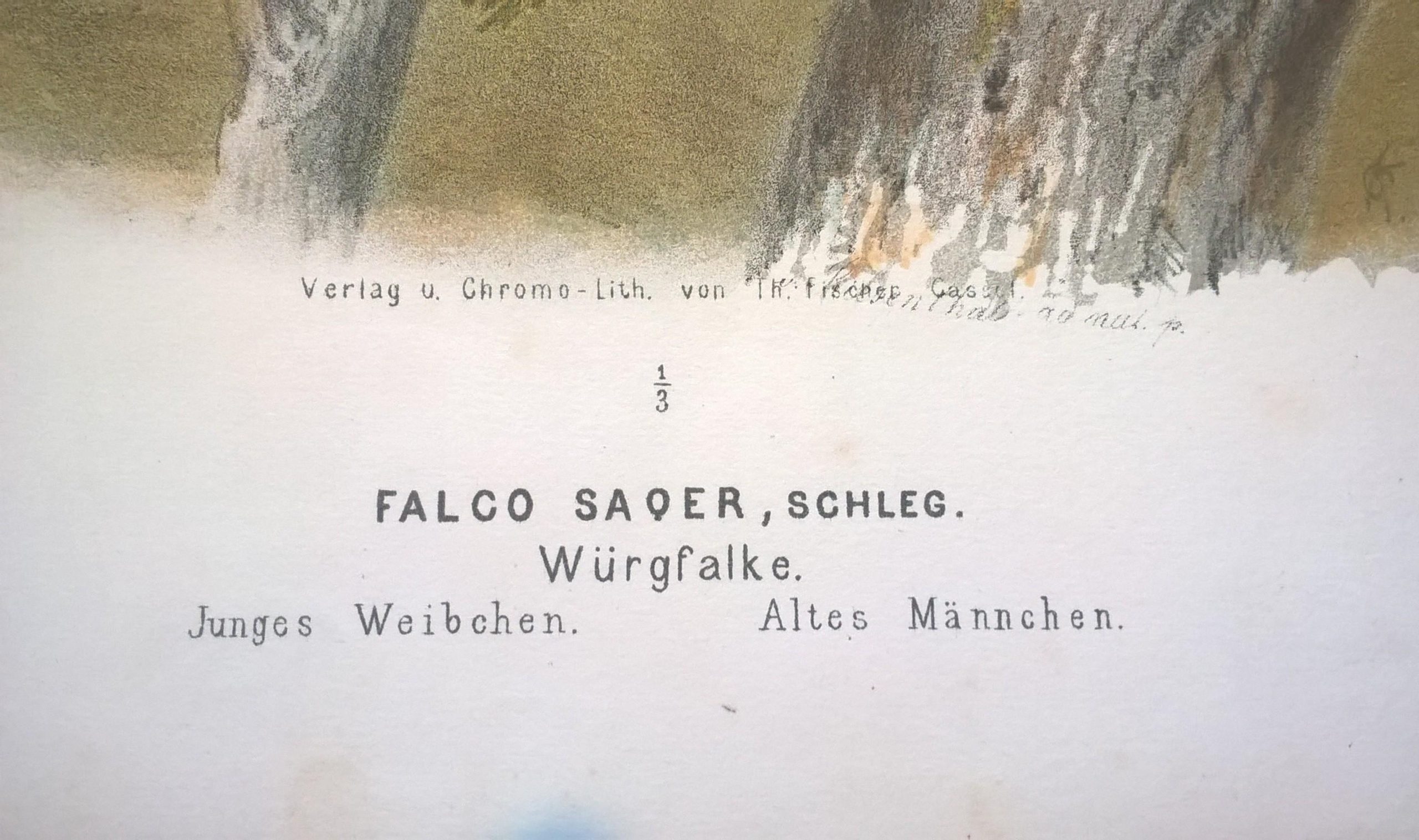 Rycina XXII (chromolitografia) – Sokół raróg – Niemcy, koniec XIX w.