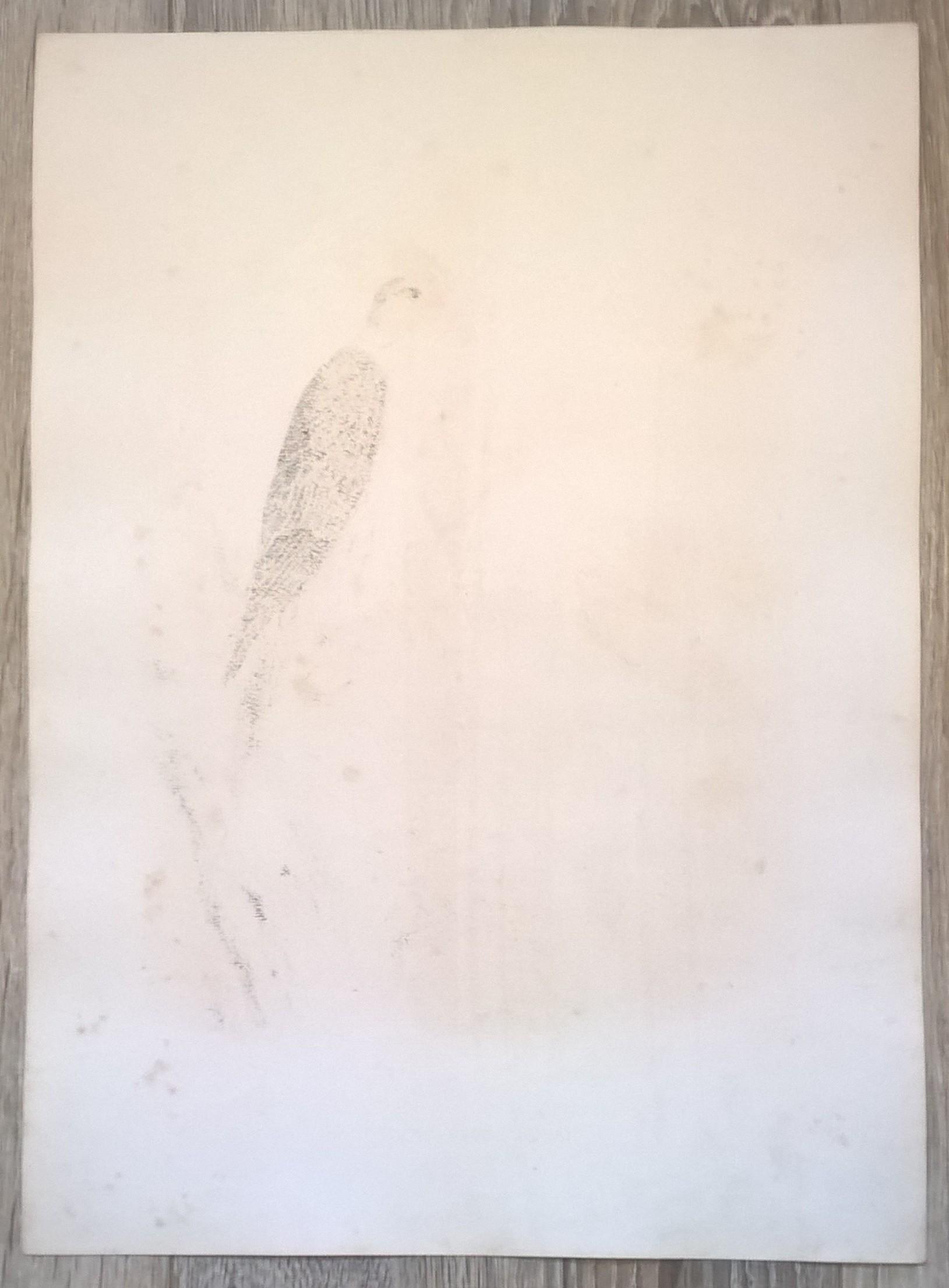 Rycina XXII (chromolitografia) – Sokół raróg – Niemcy, koniec XIX w.