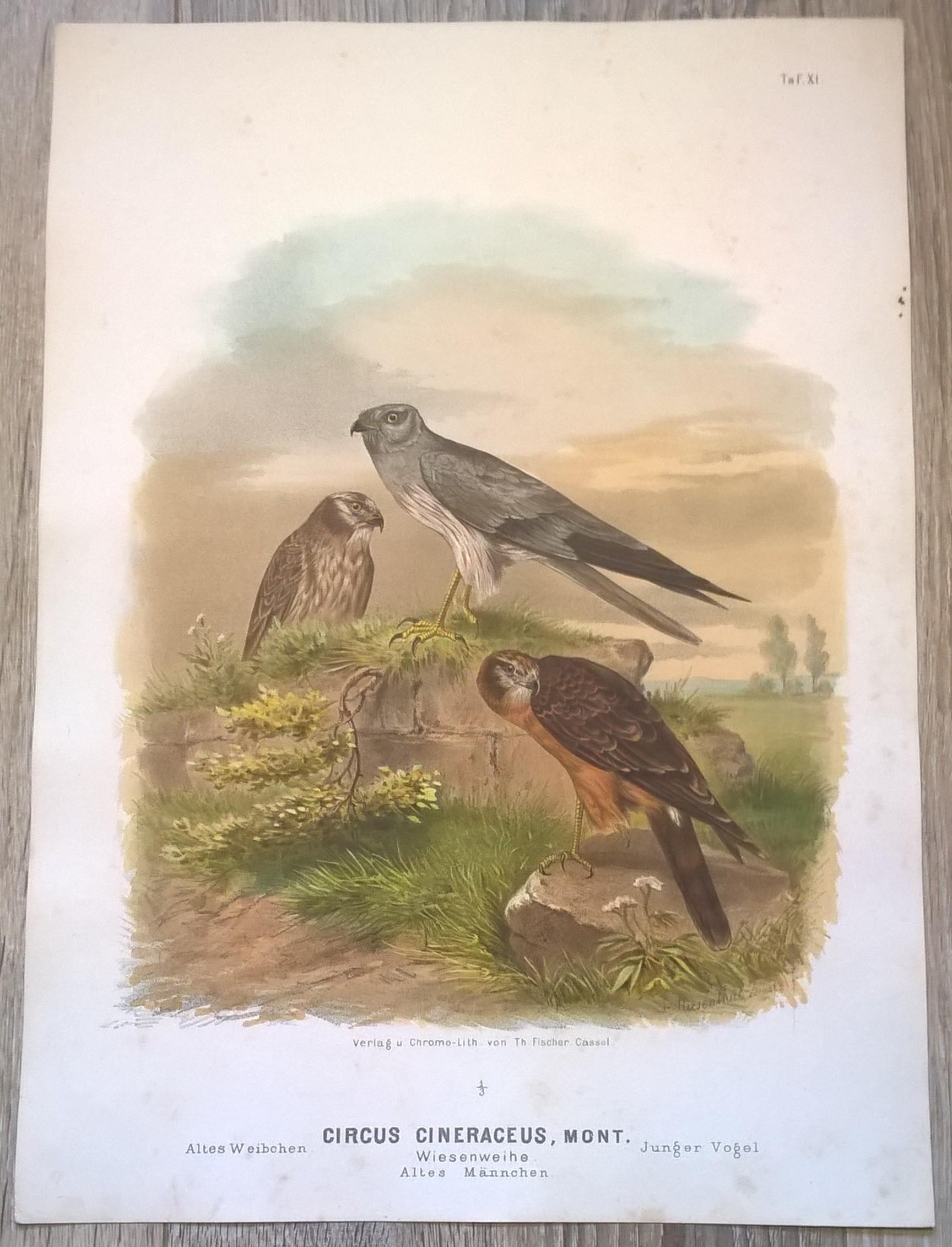 Rycina XI (chromolitografia) – Błotniak łąkowy – Niemcy, koniec XIX w.