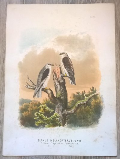 Rycina XVI (chromolitografia) – Kania czarnoskrzydła – Niemcy, koniec XIX w.