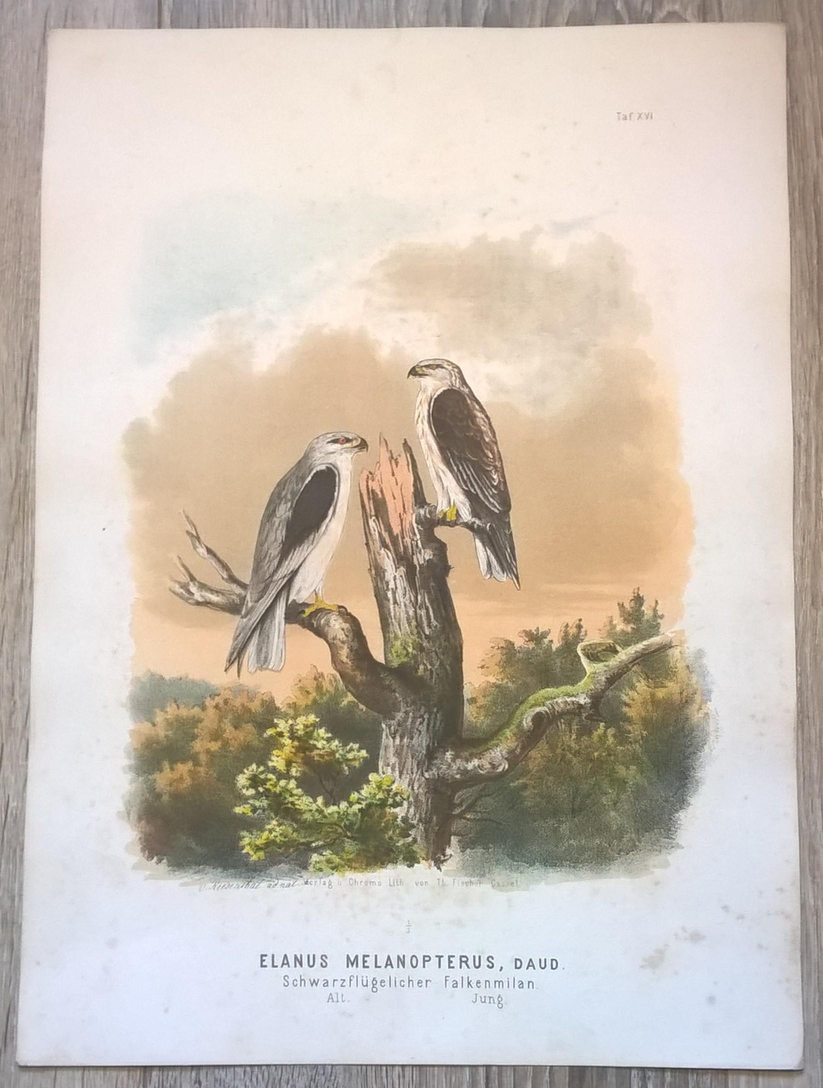 Rycina XVI (chromolitografia) – Kania czarnoskrzydła – Niemcy, koniec XIX w.