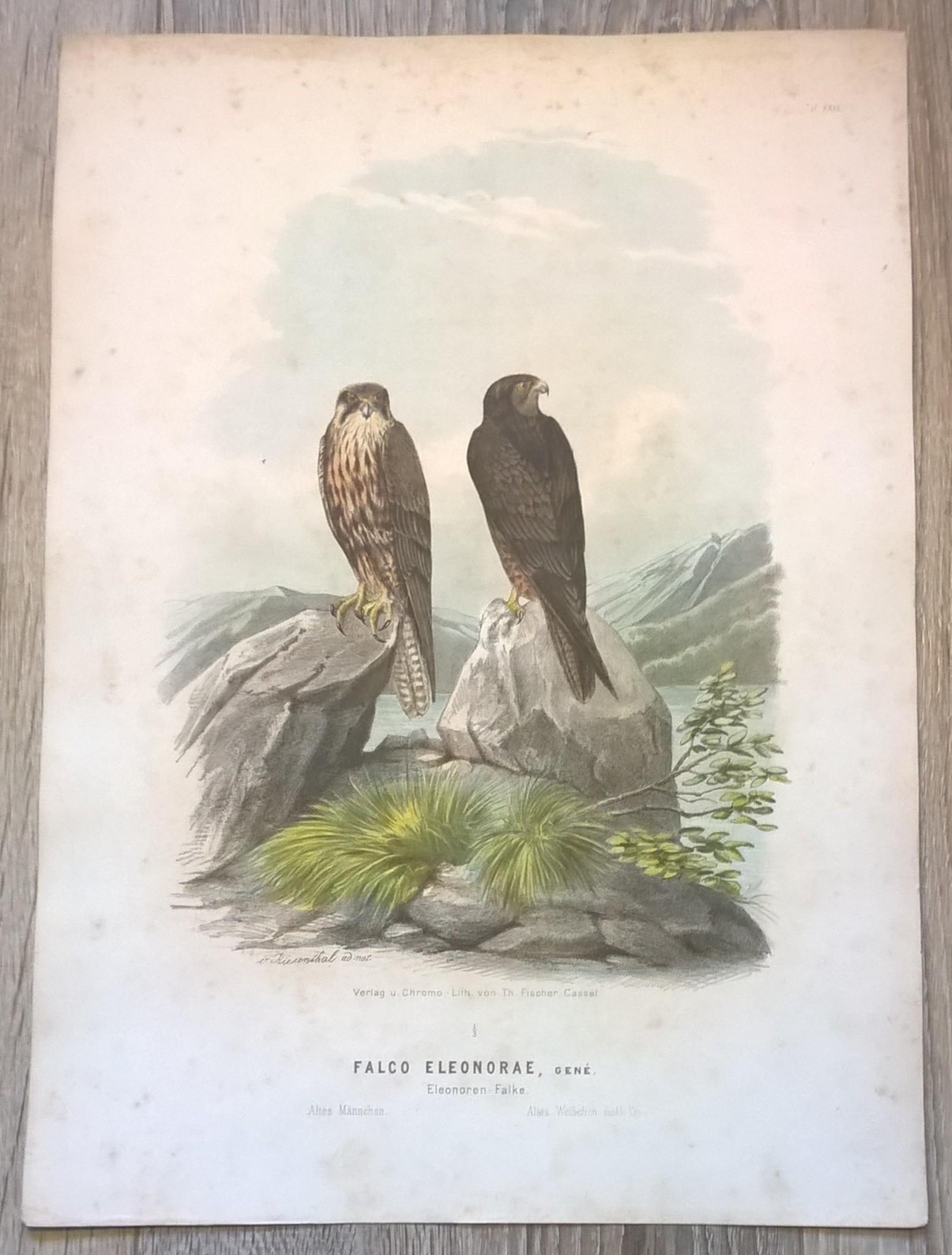 Rycina XXIX (chromolitografia) – Sokół Eleonory (Sokół skalny) – Niemcy, koniec XIX w.