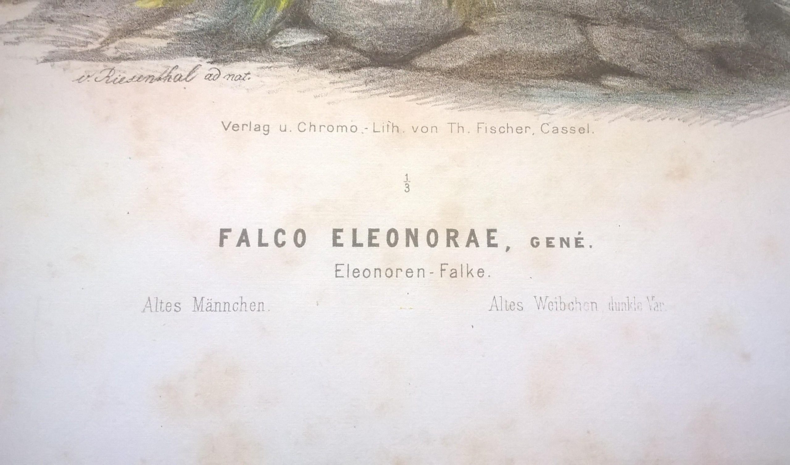 Rycina XXIX (chromolitografia) – Sokół Eleonory (Sokół skalny) – Niemcy, koniec XIX w.