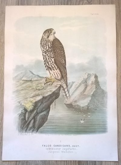 Rycina XVIII (chromolitografia) – Sokół norweski (odmiana islandzka) – Niemcy, koniec XIX w.