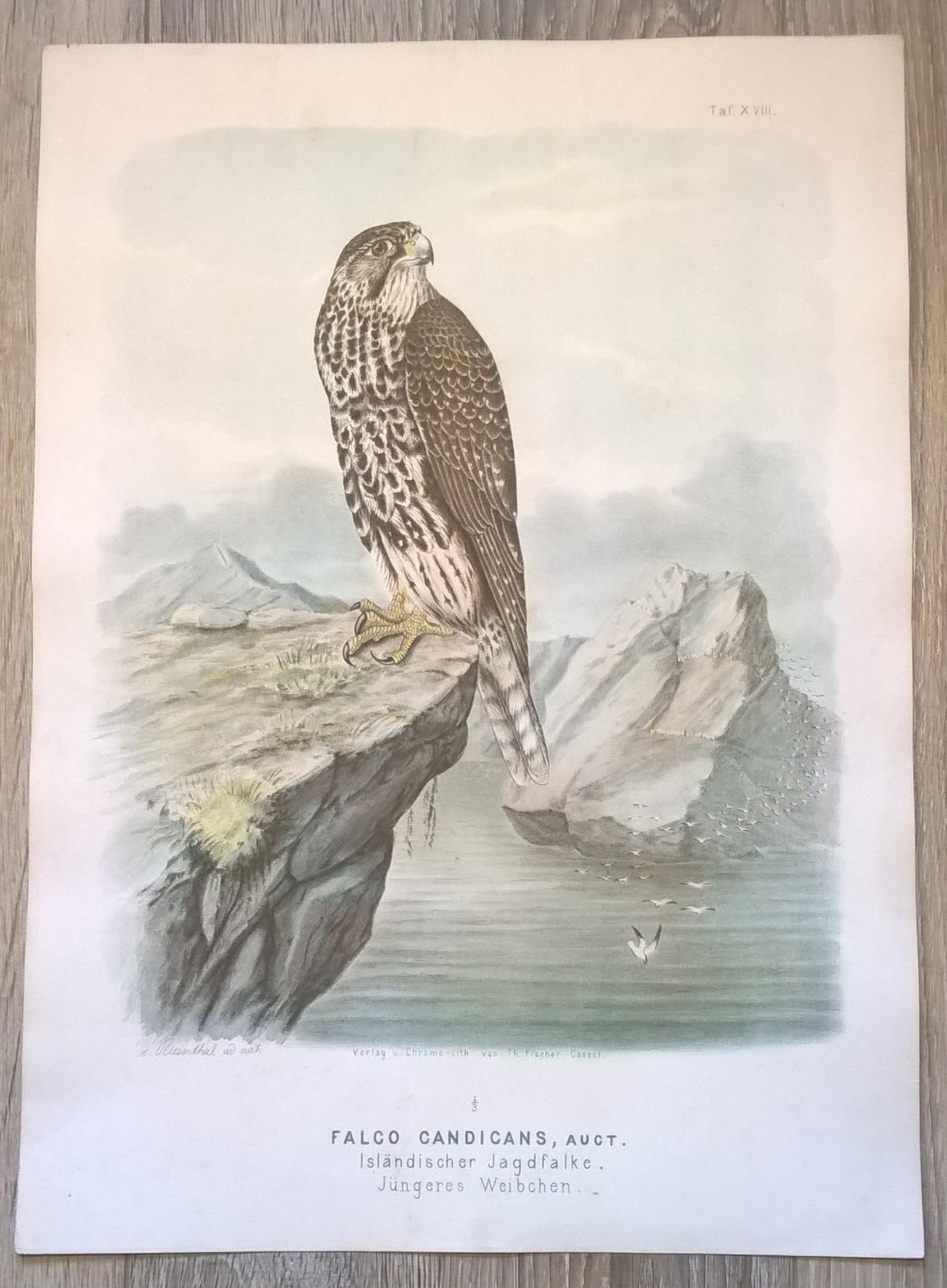 Rycina XVIII (chromolitografia) – Sokół norweski (odmiana islandzka) – Niemcy, koniec XIX w.