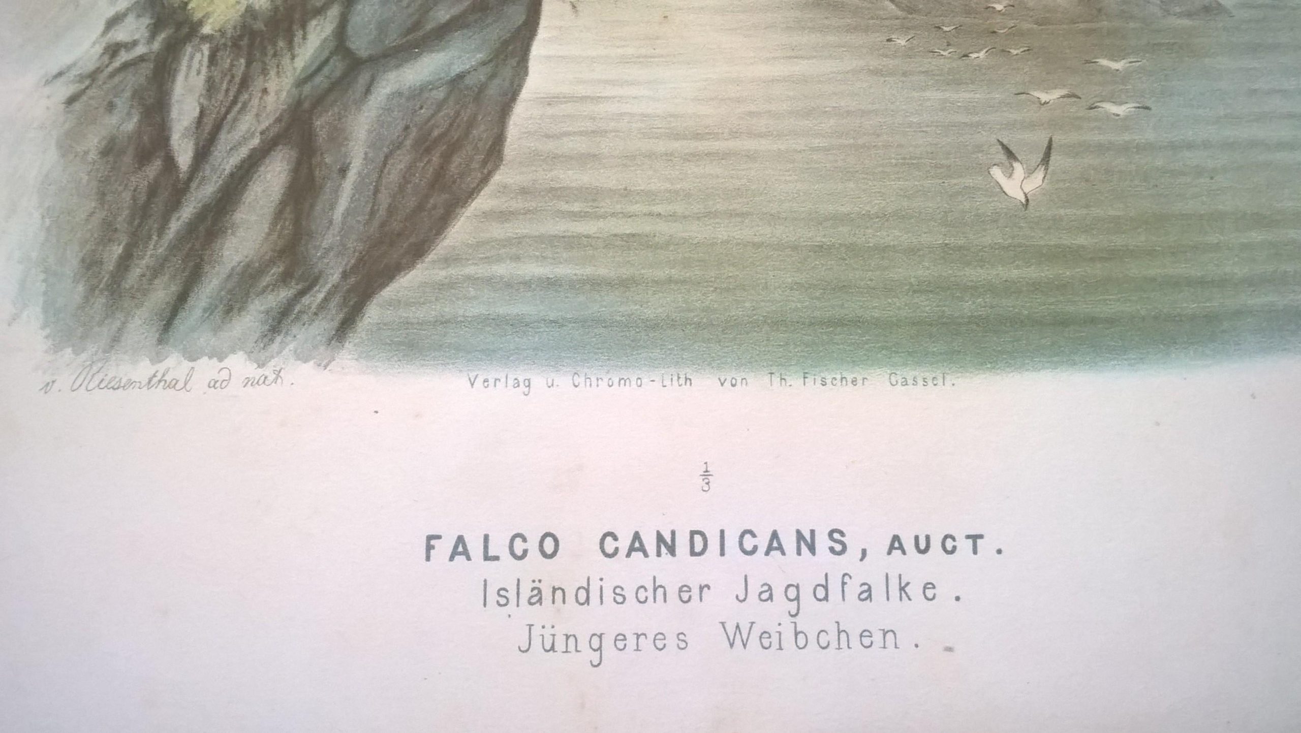 Rycina XVIII (chromolitografia) – Sokół norweski (odmiana islandzka) – Niemcy, koniec XIX w.