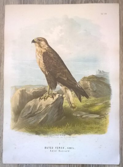 Rycina XIV (chromolitografia) – Myszołów królewski – Niemcy, koniec XIX w.