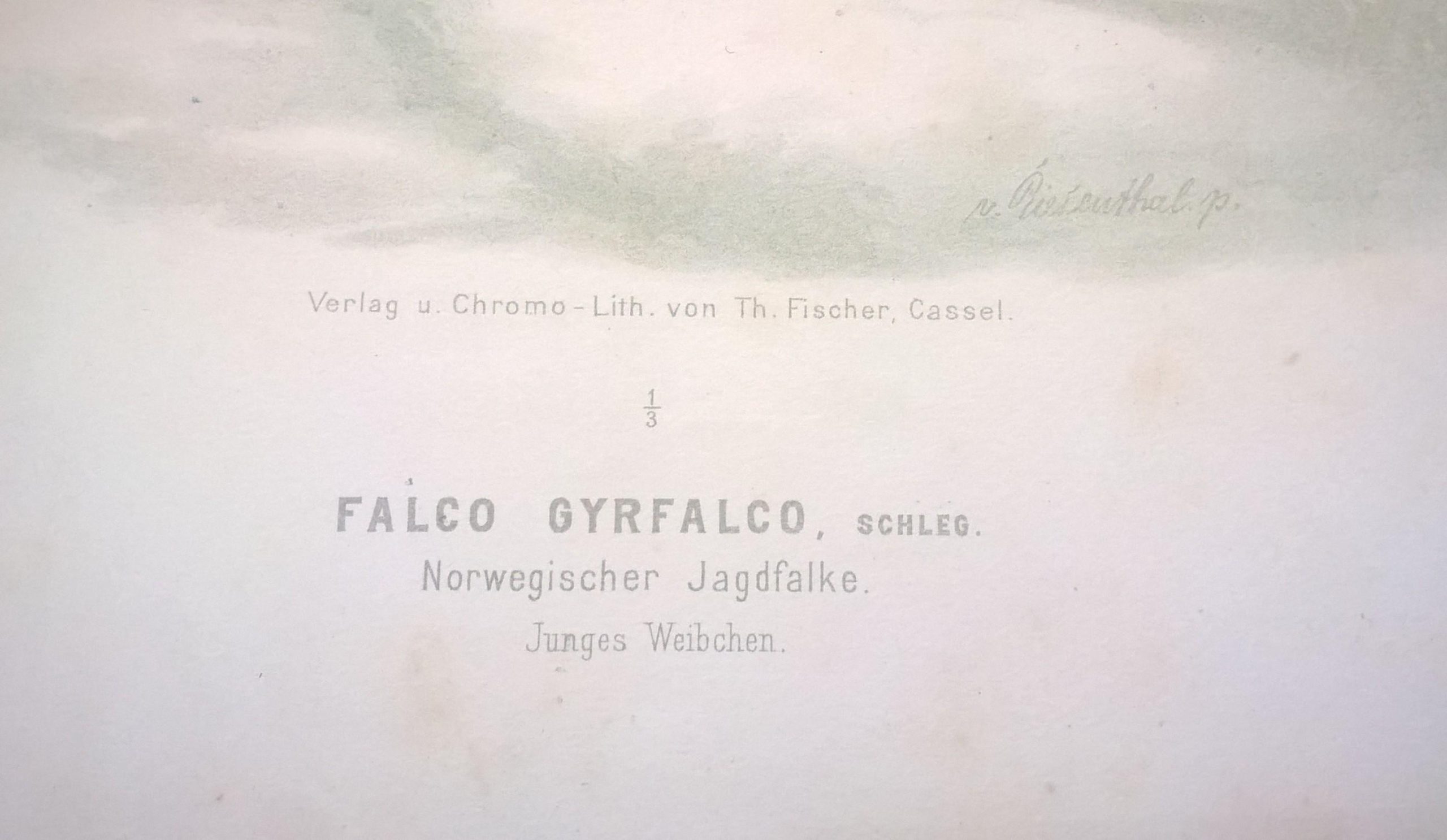 Rycina XXI (chromolitografia) – Sokół myśliwski norweski – Niemcy, koniec XIX w.