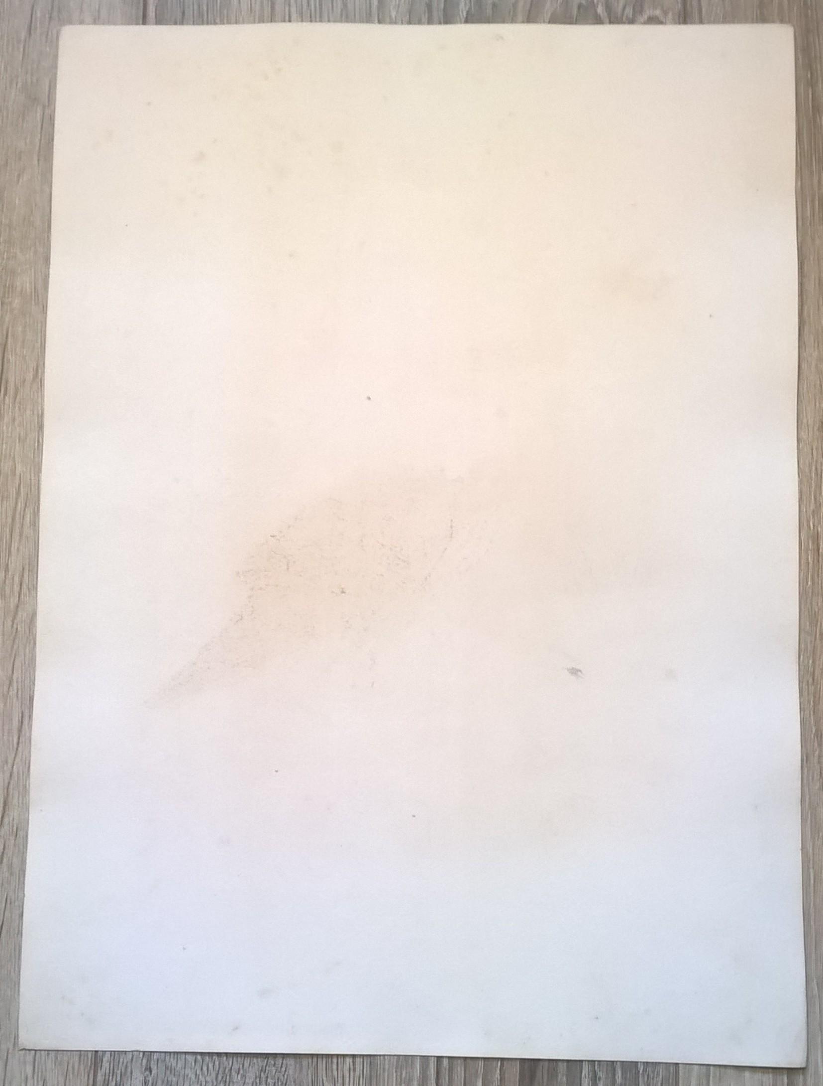 Rycina XXI (chromolitografia) – Sokół myśliwski norweski – Niemcy, koniec XIX w.