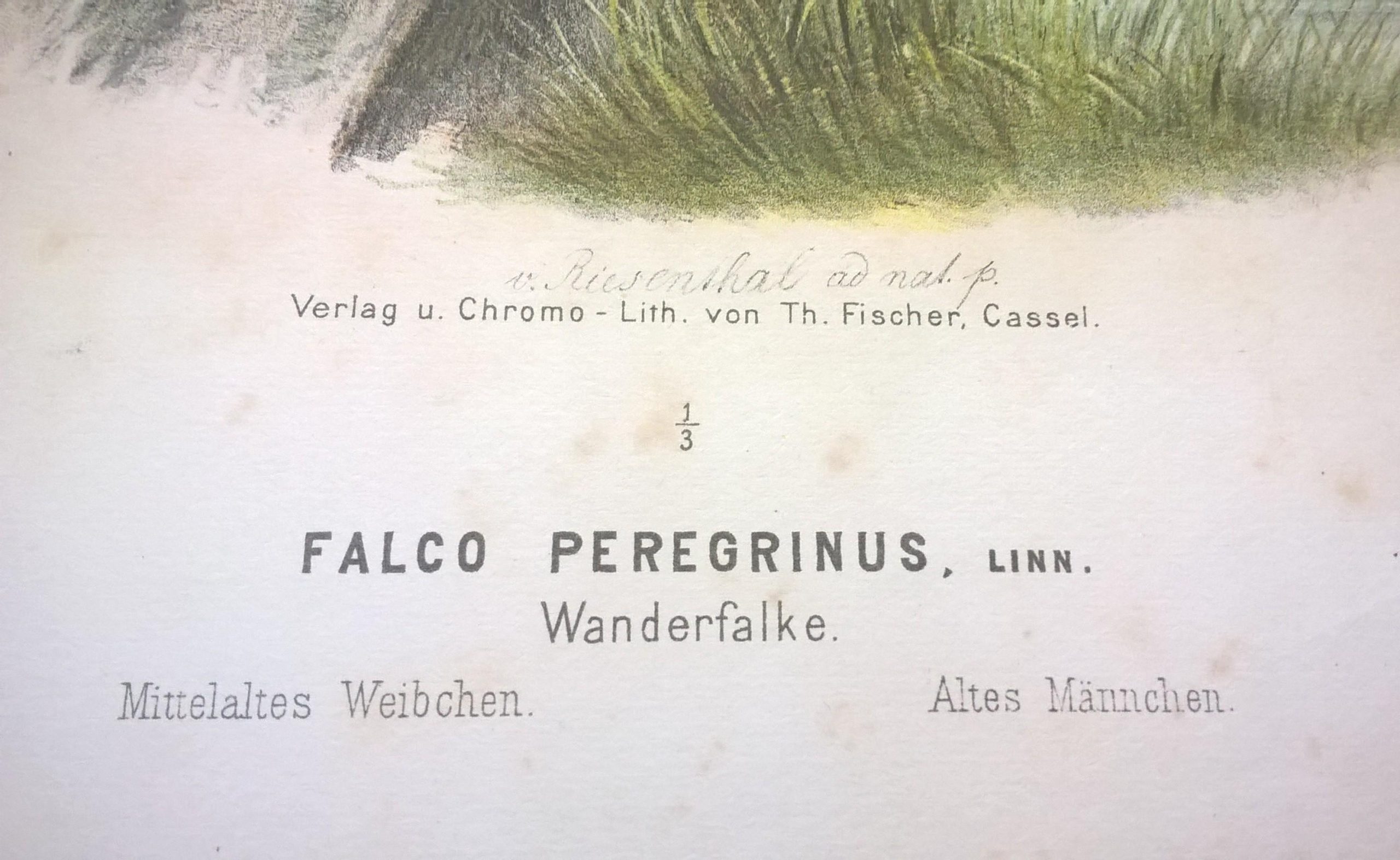 Rycina XXV (chromolitografia) – Sokół wędrowny – Niemcy, koniec XIX w.