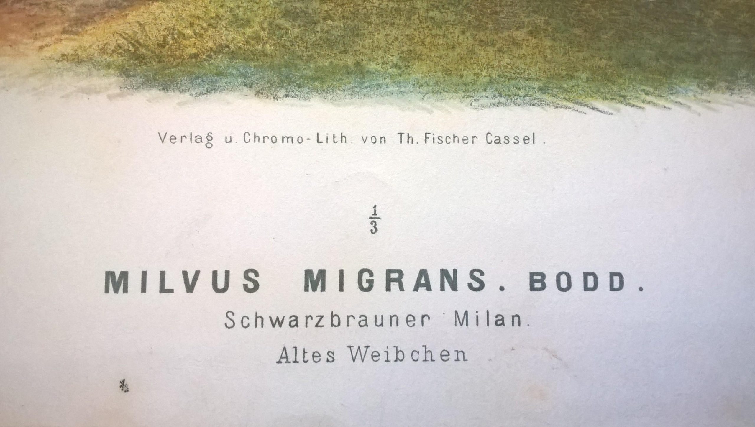 Rycina IX (chromolitografia) – Kania czarno-brązowa – Niemcy, koniec XIX w.