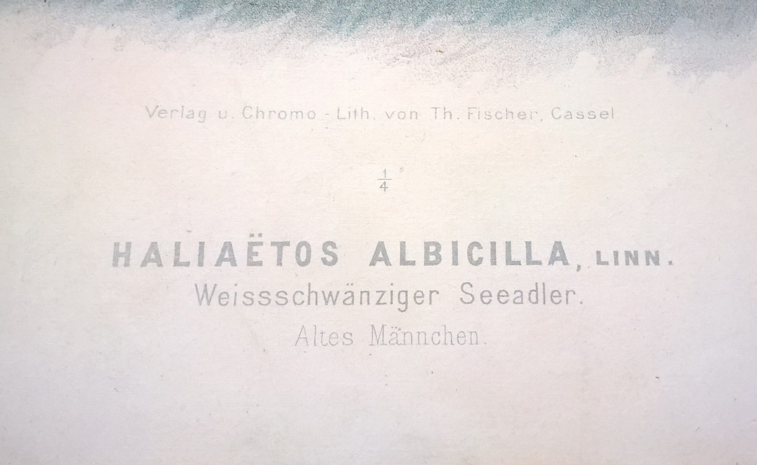 Rycina XLII (chromolitografia) – Orzeł bielik – Niemcy, koniec XIX w.