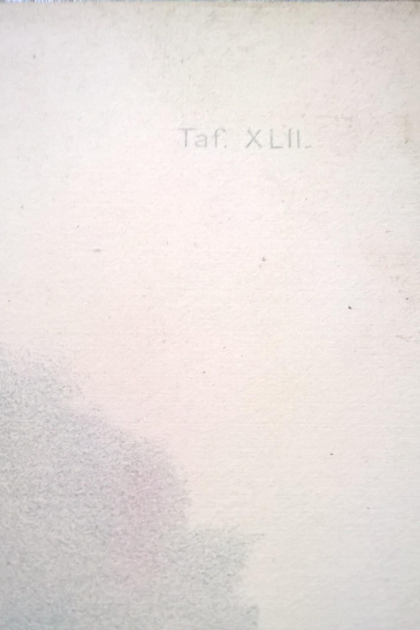 Rycina XLII (chromolitografia) – Orzeł bielik – Niemcy, koniec XIX w.