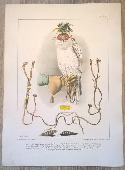 Rycina XXVI (chromolitografia) – Sokół siedzący na pięści, gotowy do polowania – Niemcy, koniec XIX w.