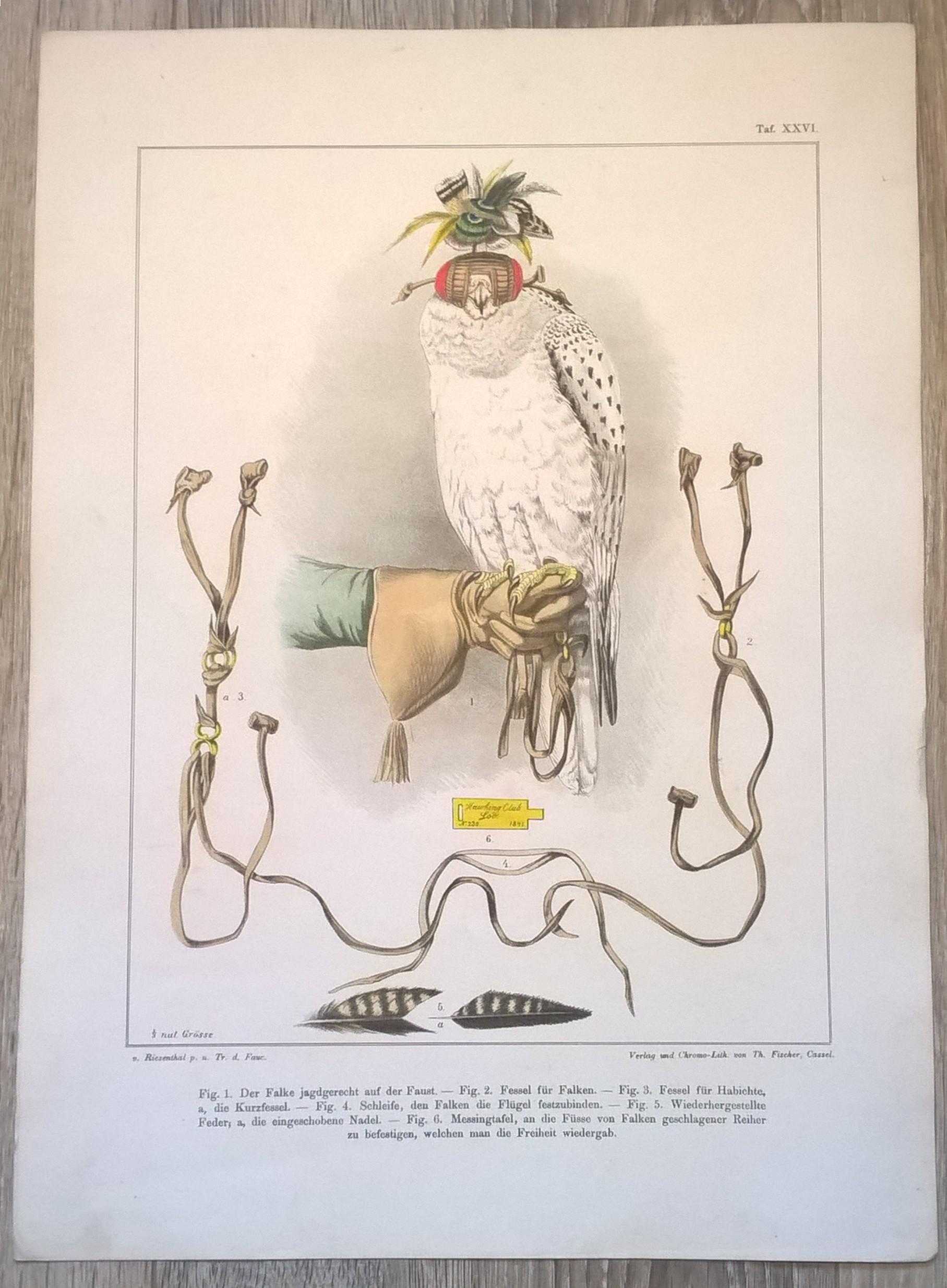 Rycina XXVI (chromolitografia) – Sokół siedzący na pięści, gotowy do polowania – Niemcy, koniec XIX w.