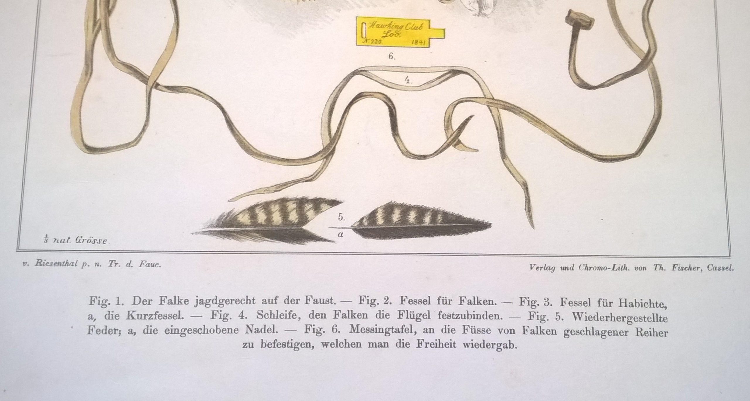 Rycina XXVI (chromolitografia) – Sokół siedzący na pięści, gotowy do polowania – Niemcy, koniec XIX w.