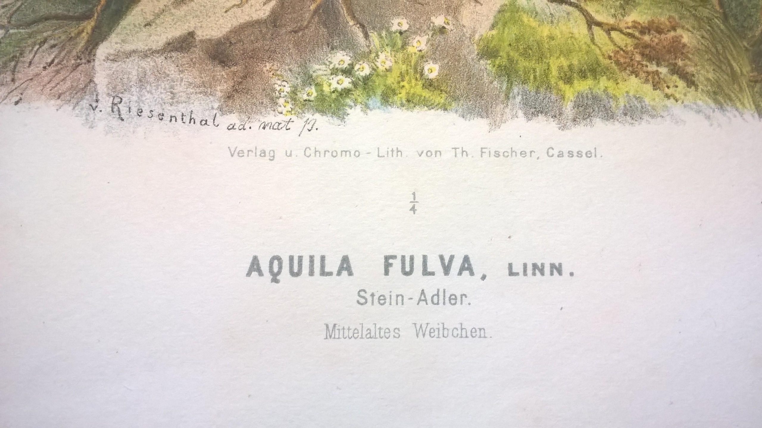 Rycina XXXVI (chromolitografia) – Orzeł kamienny – Niemcy, koniec XIX w.