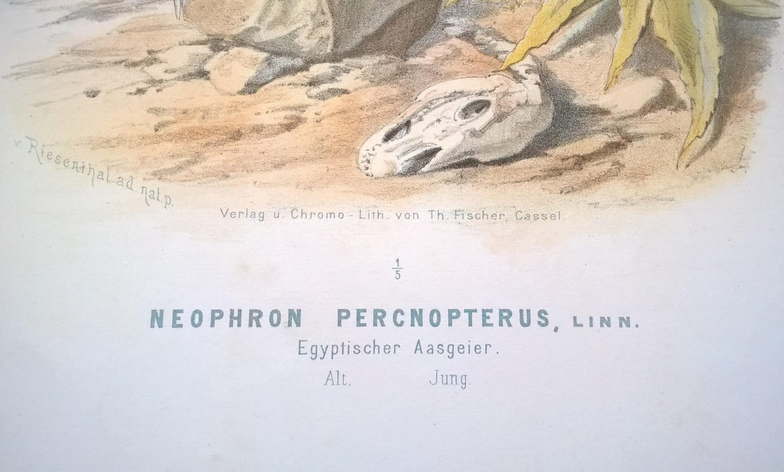 Rycina XLVII (chromolitografia) – Sęp egipski – Niemcy, koniec XIX w.